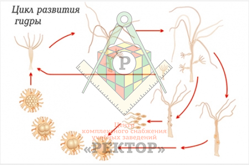 Kraken рынок